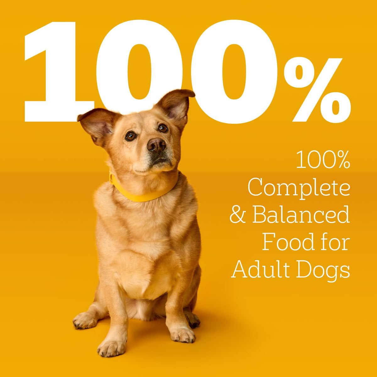 Pedigree Choice Cuts Wet Dog Food Pouch, Protein Variety, 3.5 oz, 30 Count