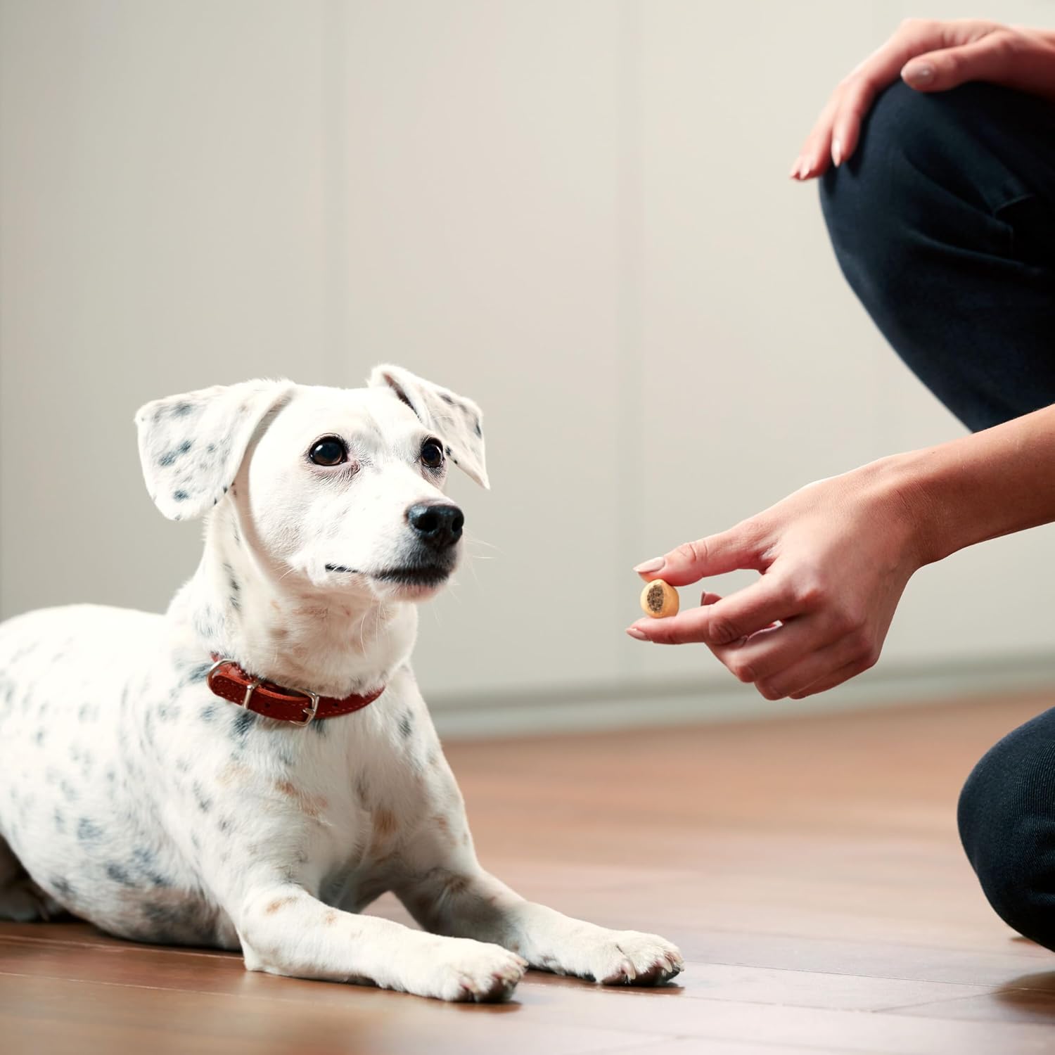 Milk-Bone MaroSnacks Small Dog Treats with Real Bone Marrow, 40 Oz.