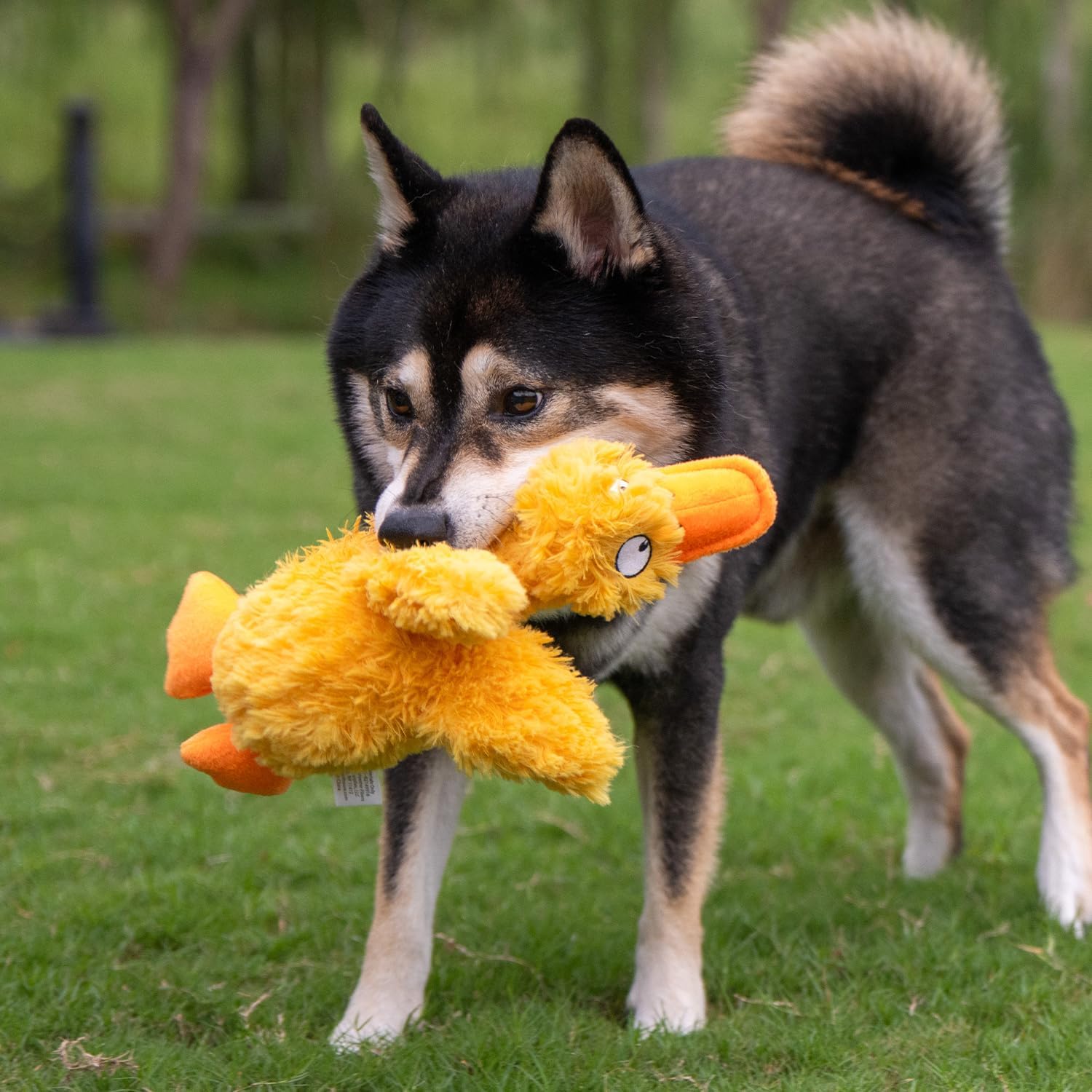 Best Pet Supplies Interactive Squeaky Dog Toy - Crinkle Duck, Yellow