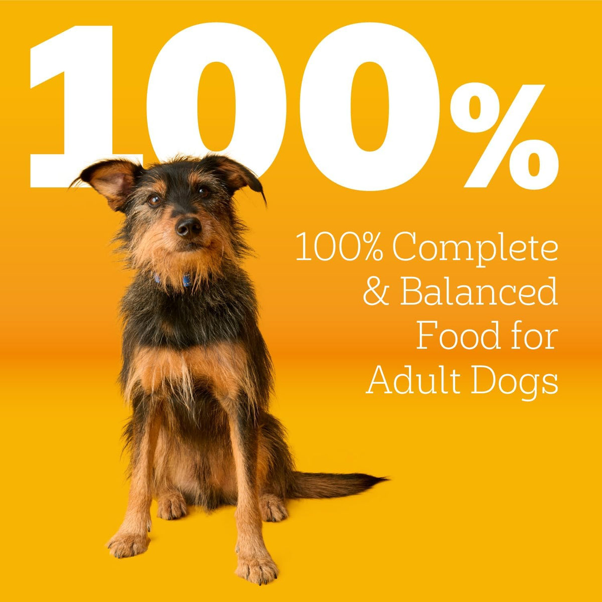 Pedigree Complete Nutrition Dry Dog Food, Chicken & Vegetable, 3.5 lb