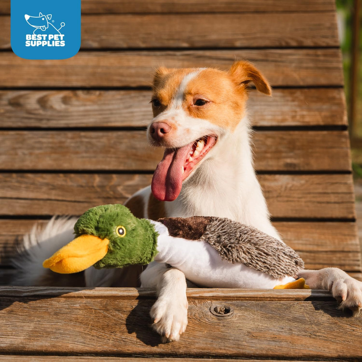 Best Pet Supplies Interactive Squeaky Dog Toy - Crinkle Duck, Yellow