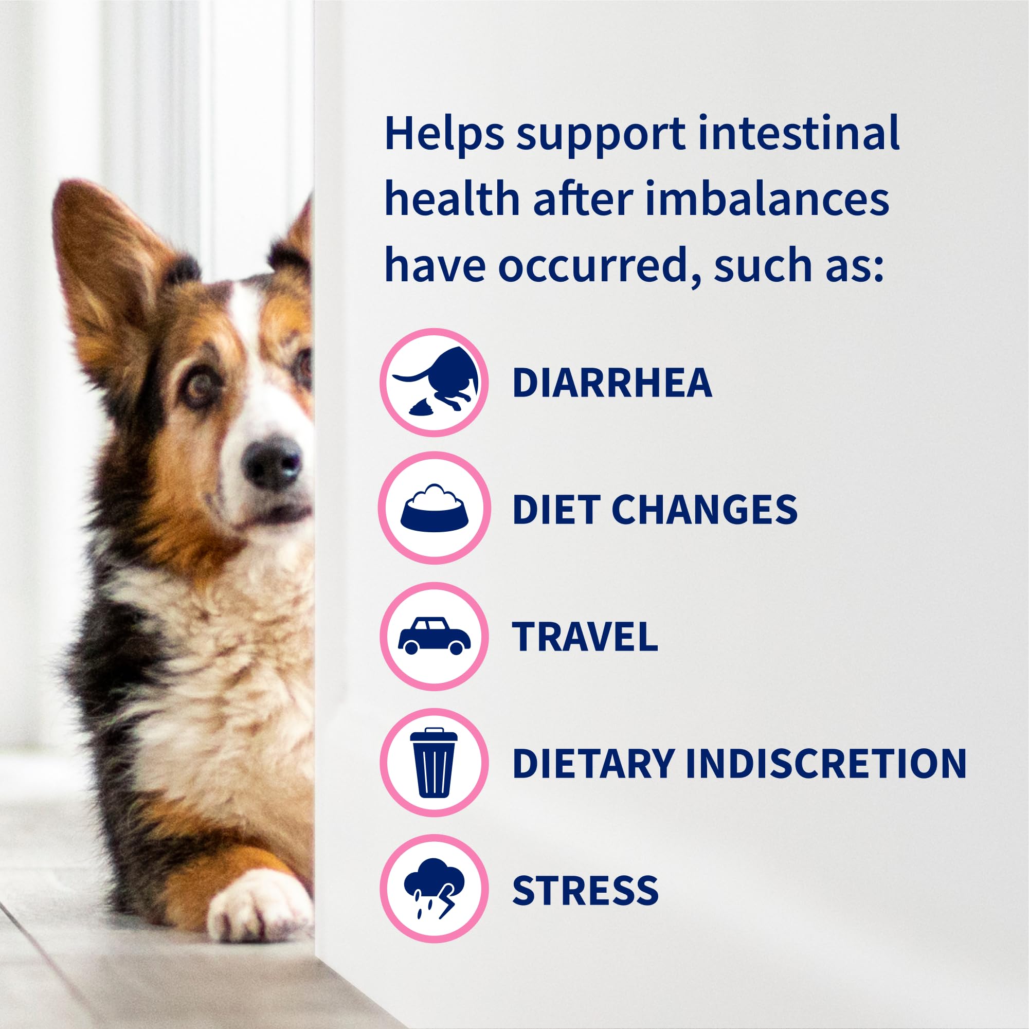 Nutramax Proviable Probiotics + Prebiotics, for Dogs & Cats, Capsules, 80ct