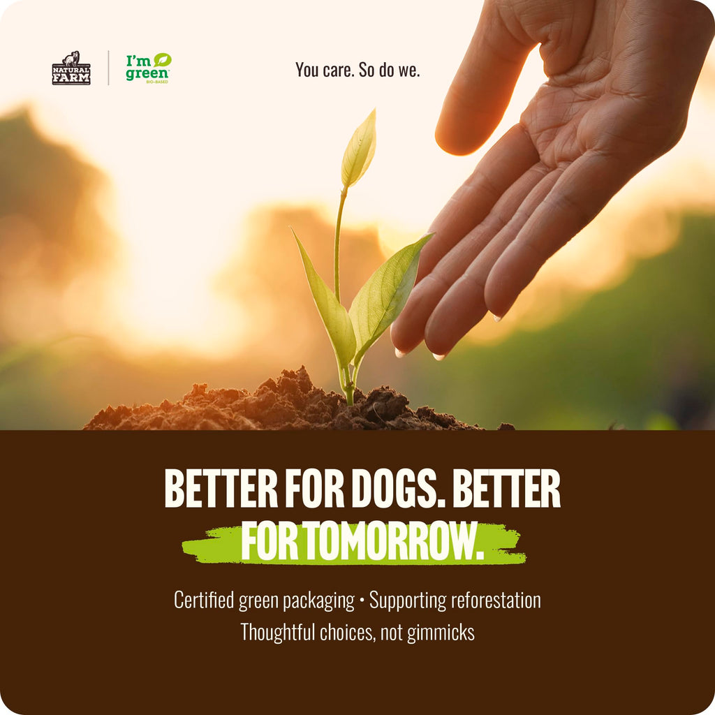 Natural Farm Odor-Free Bully Sticks (6 Inch, 25 count),1.3 lb. Bag, Fully Digestible 100% Beef Pizzle Chews,Grass-Fed, Non-GMO,Grain-Free, Natural Long-Lasting Chews for Small & Large Dogs. Pack of 25