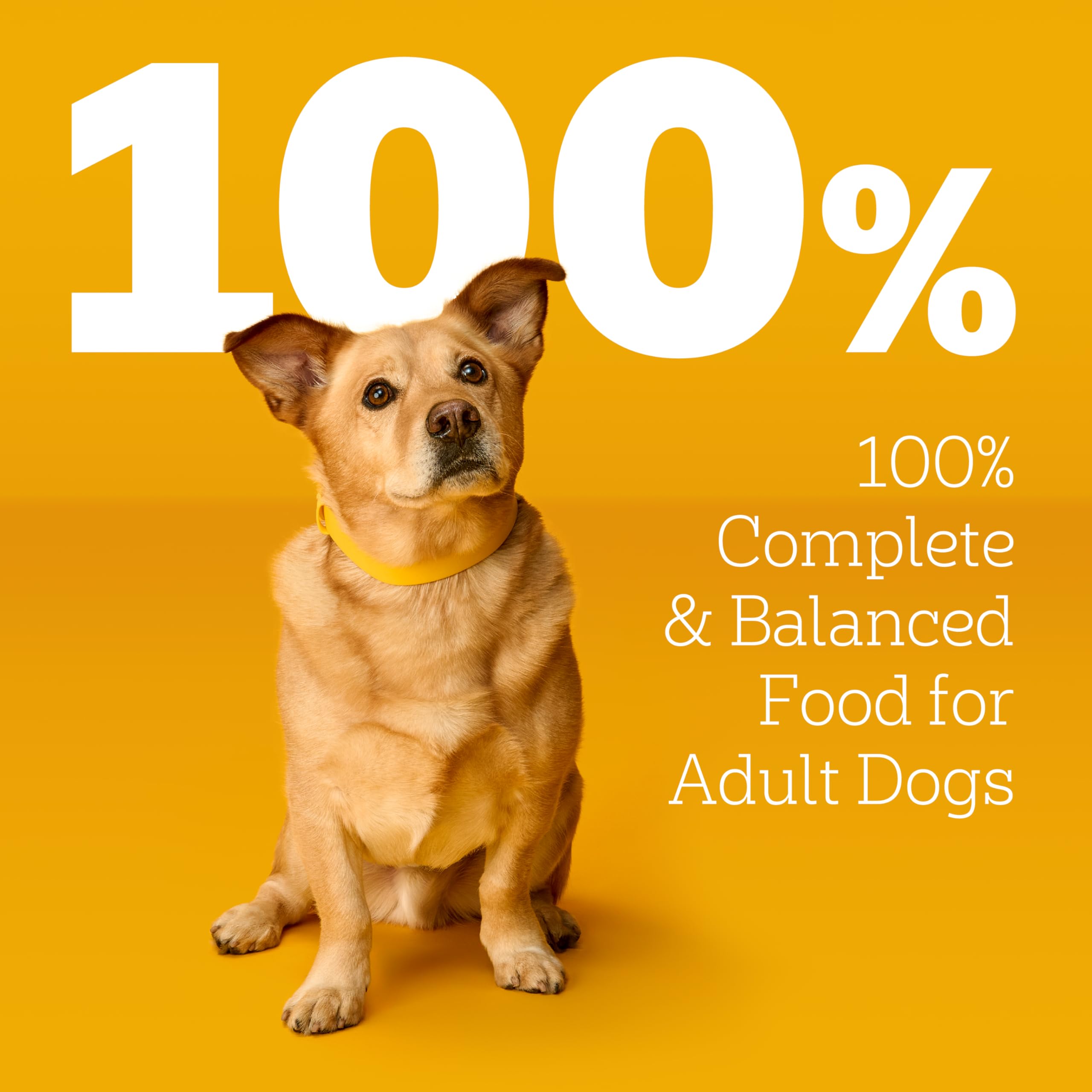 Pedigree Choice Cuts Wet Dog Food Pouch, Protein Variety, 3.5 oz, 30 Count
