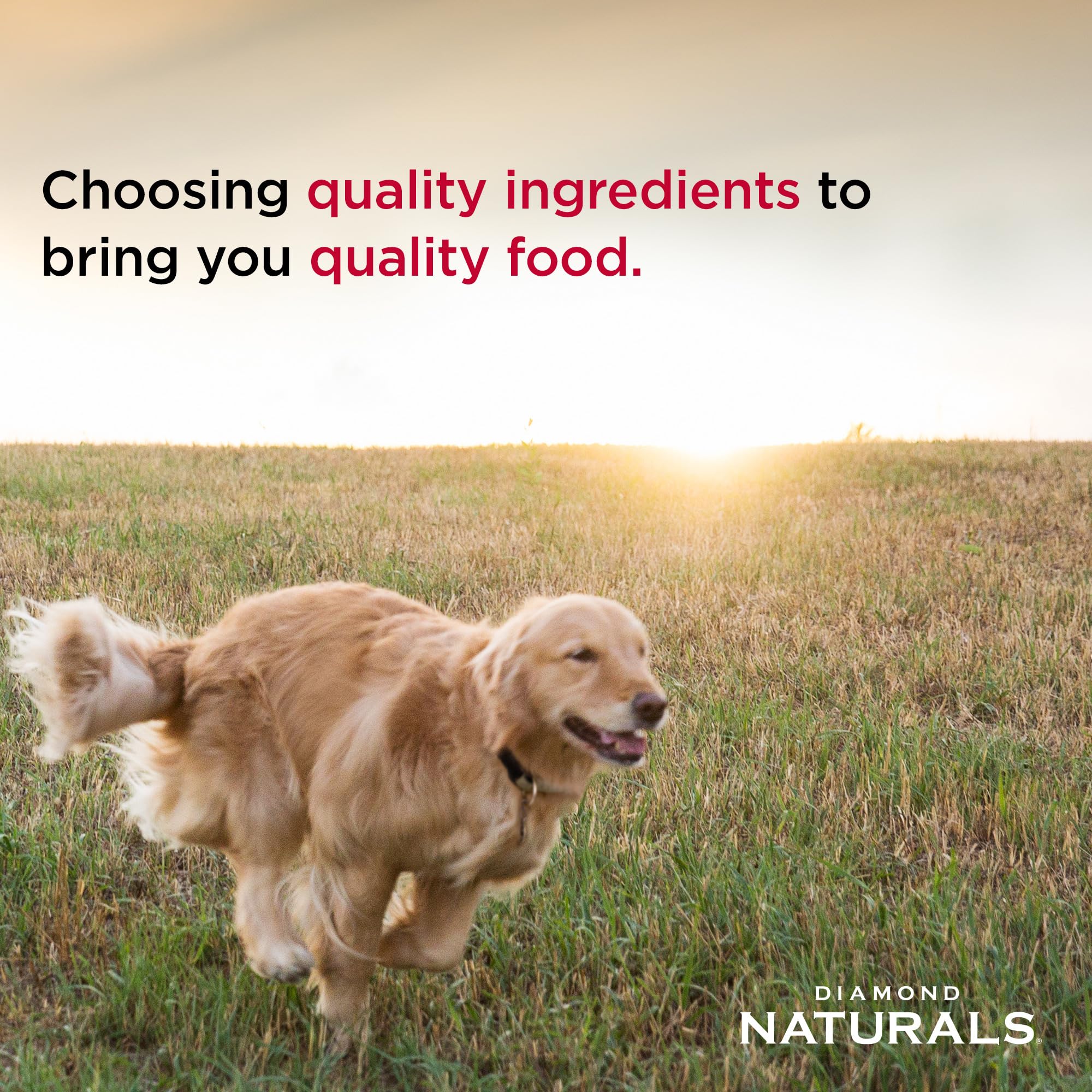 DIAMOND NATURALS Adult Dry Dog Food, Lamb Meal & Rice, 6lb