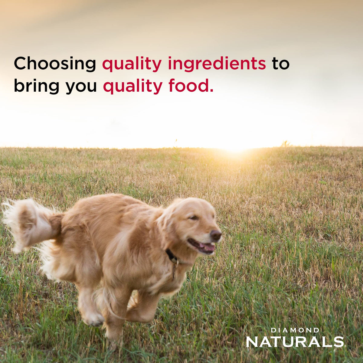 DIAMOND NATURALS Adult Dry Dog Food, Lamb Meal & Rice, 6lb