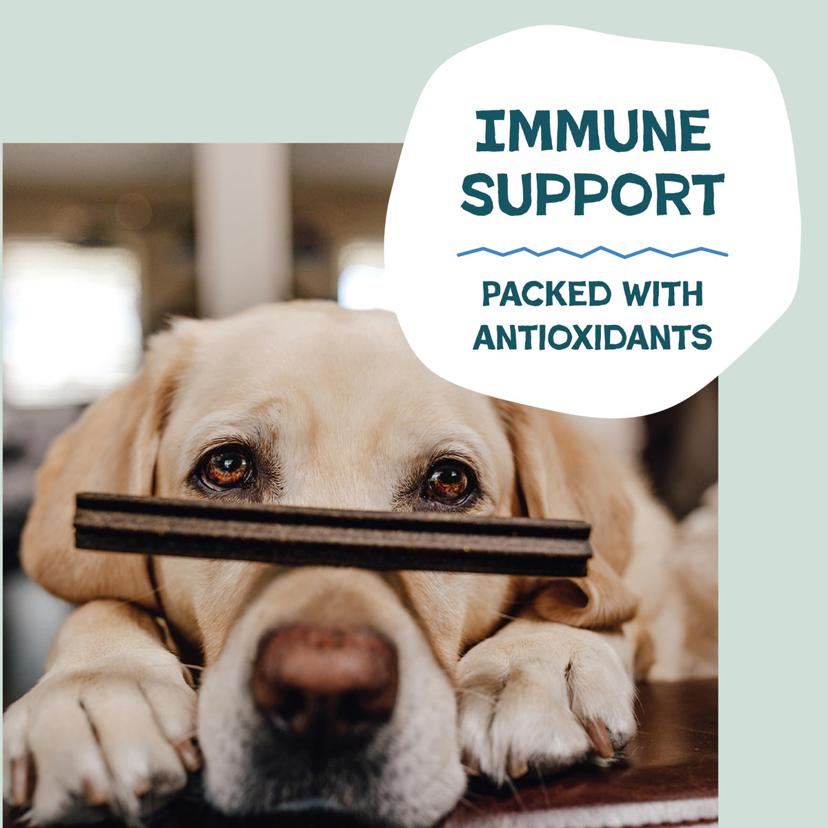 Shameless Pets Blueberry & Mint Dental Chews for Dogs, 8 Chews