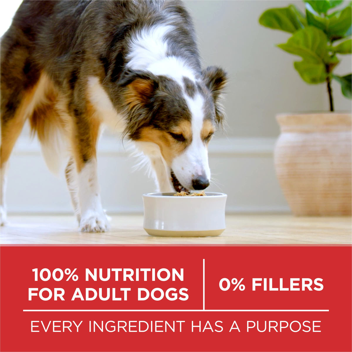 Purina ONE Lamb and Rice Dry Dog Food, 31.1 lb Bag