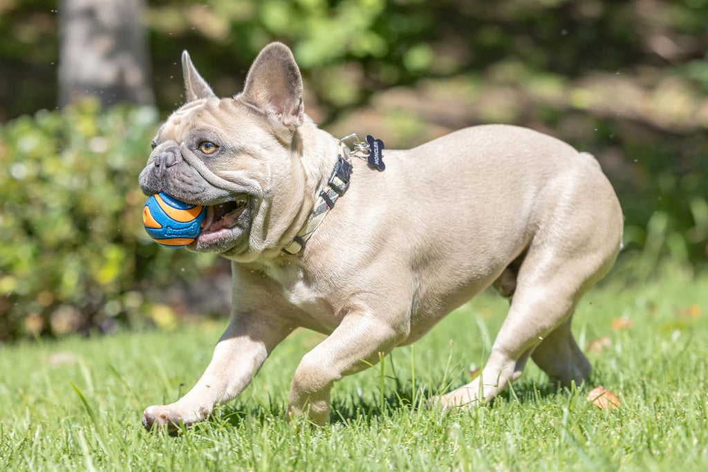 Chuckit! Ultra Ball Dog Toy, Durable Rubber, Medium 2.5-in, 2 Pack