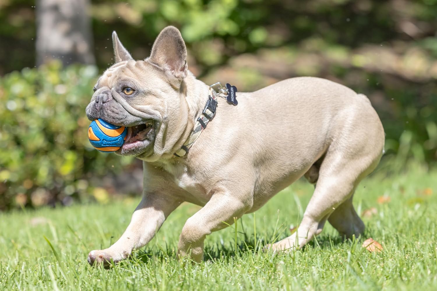 Chuckit! Ultra Ball Dog Toy, Durable Rubber, Medium 2.5-in, 2 Pack