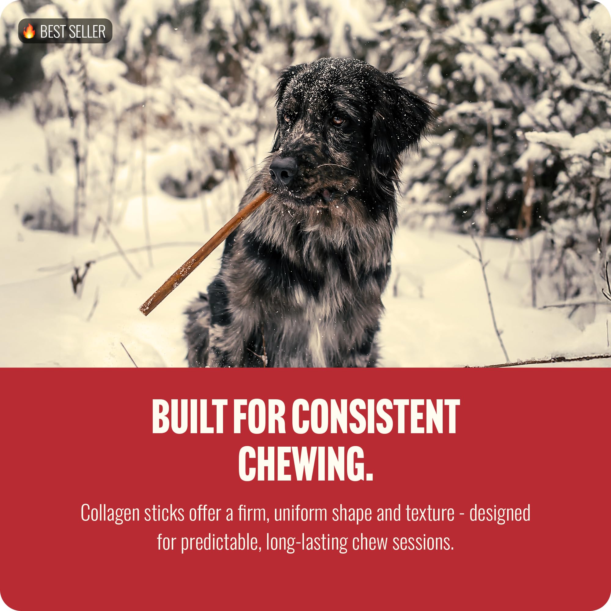 Natural Farm Odor-Free Bully Sticks (6 Inch, 25 count),1.3 lb. Bag, Fully Digestible 100% Beef Pizzle Chews,Grass-Fed, Non-GMO,Grain-Free, Natural Long-Lasting Chews for Small & Large Dogs. Pack of 25