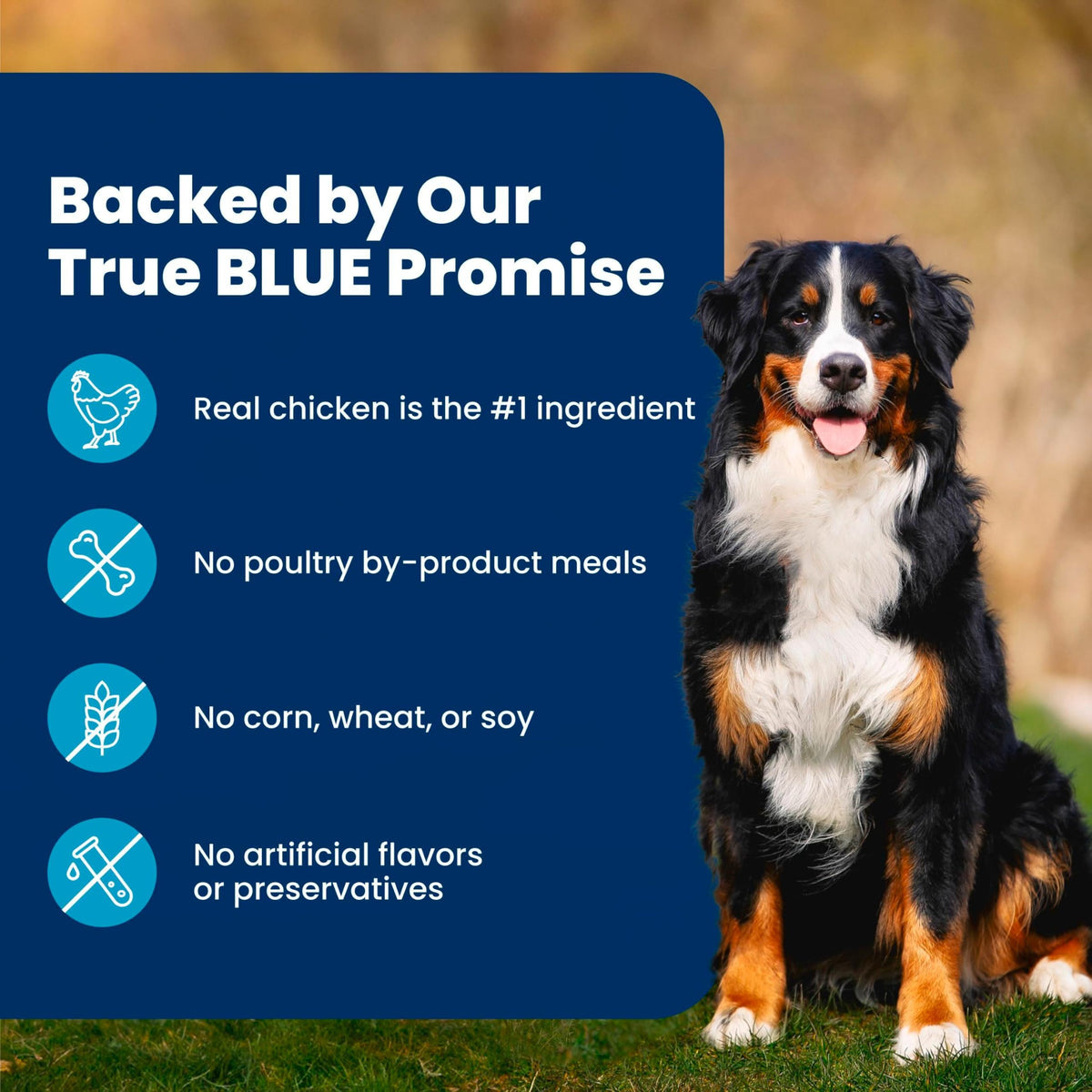 Blue Buffalo Life Protection Formula Chicken Adult Dry Dog Food, 5 lb