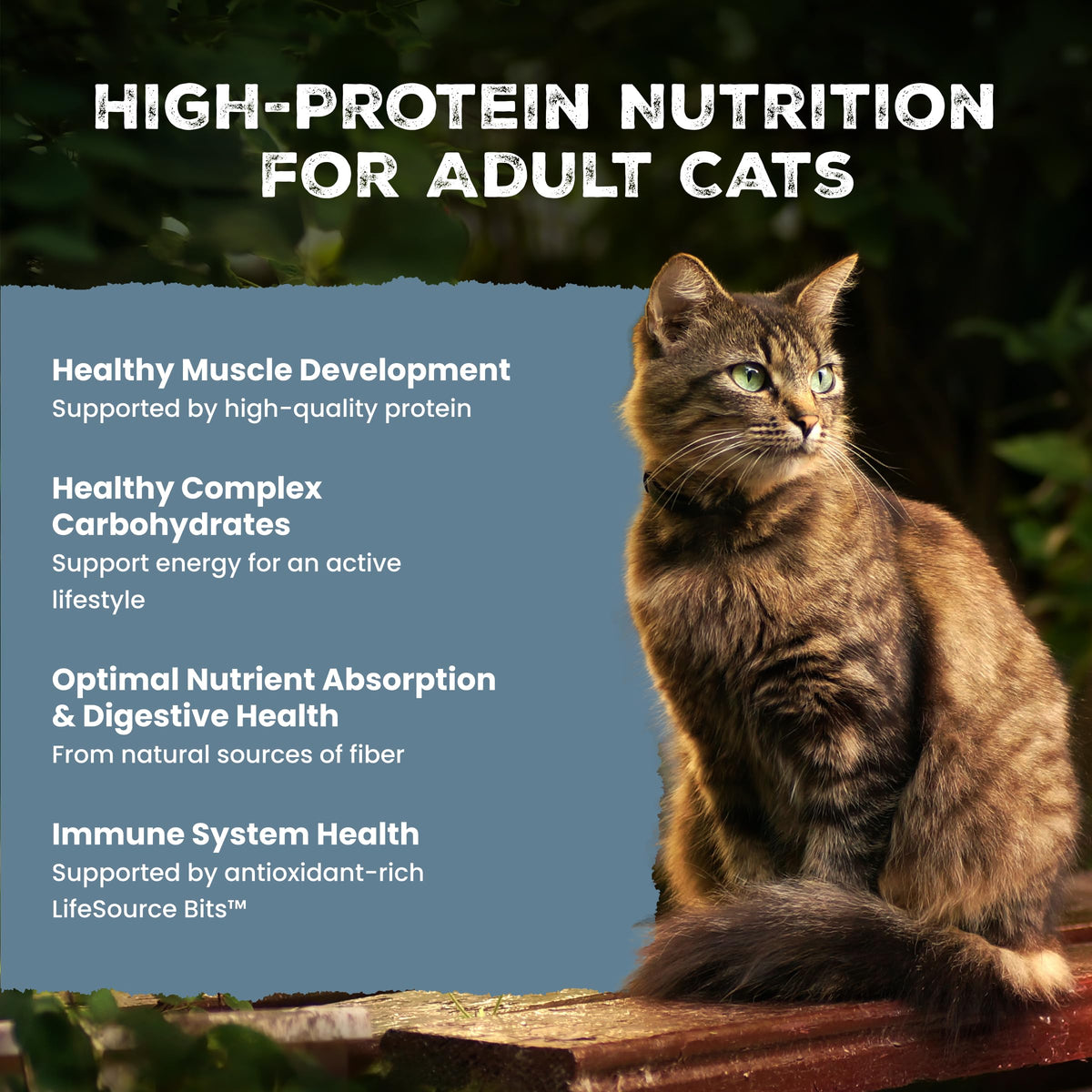 Blue Buffalo Wilderness Chicken Adult Dry Cat Food, Grain-Free, 12 lb