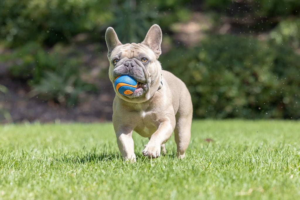 Chuckit! Ultra Ball Dog Toy, Durable Rubber, Medium 2.5-in, 2 Pack