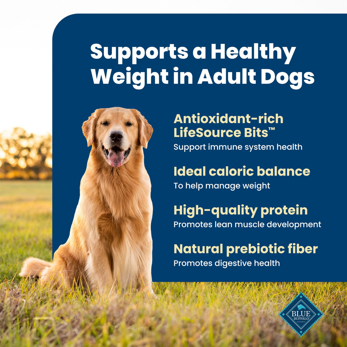 Blue Buffalo Life Protection Formula Chicken Adult Dry Dog Food, 5 lb
