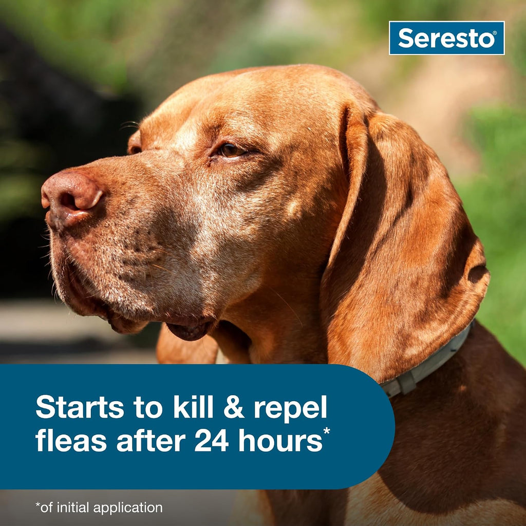 Seresto Large Dog Vet-Recommended Flea & Tick Treatment & Prevention Collar for Dogs Over 18 lbs. | 2-Pack