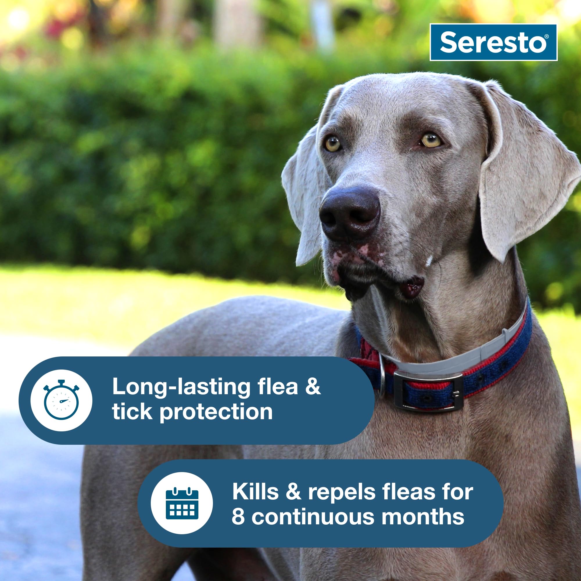 Seresto Large Dog Vet-Recommended Flea & Tick Treatment & Prevention Collar for Dogs Over 18 lbs. | 2-Pack