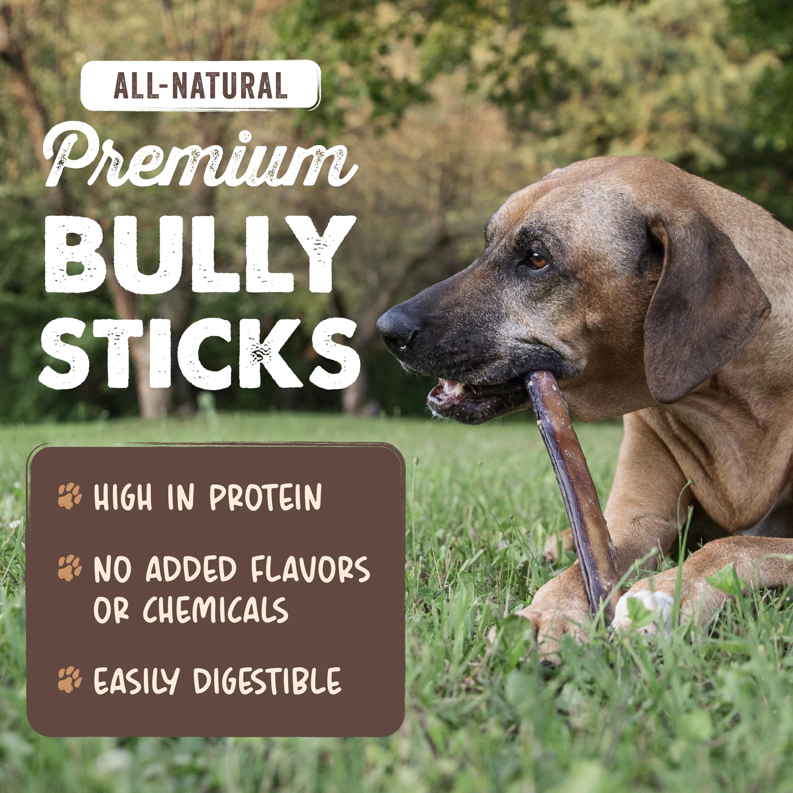 Mighty Paw 12" Bully Sticks for Dogs - Large, Medium and Small Breeds Chew