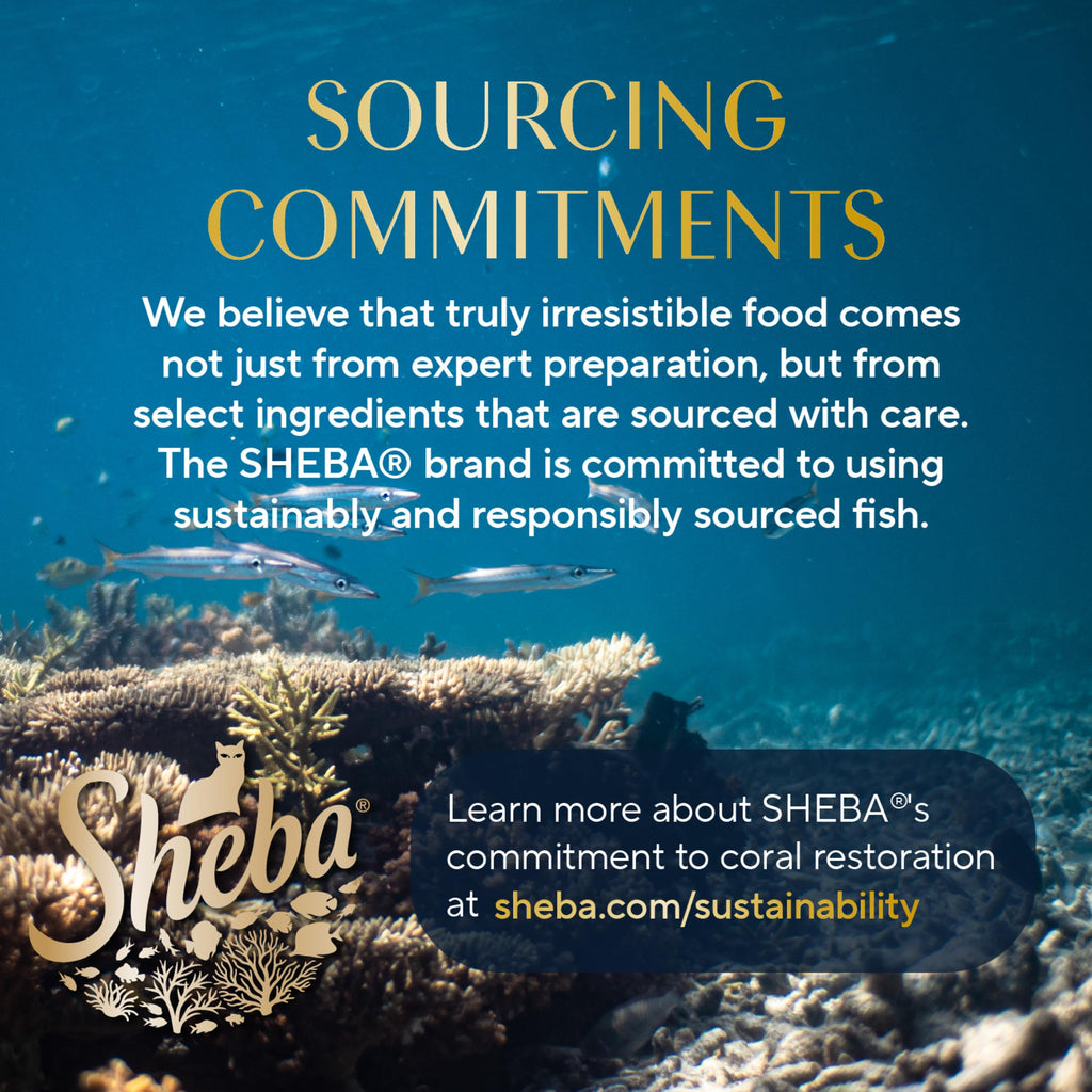 Sheba Perfect Portions Pate Wet Cat Food, Seafood Variety, 2.6 oz, 24 ct