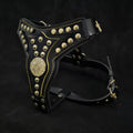The ''Maximus'' harness V2 Medium Size